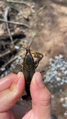 Cambarus strigosus