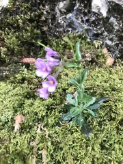 Arabis rosea