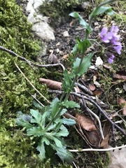 Arabis rosea