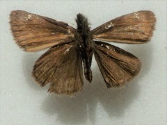 Erynnis persius borealis
