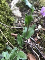 Arabis rosea