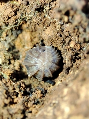 Eluma tuberculata