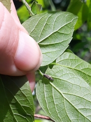 Agrilus lecontei lecontei