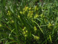Carex flava