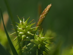 Carex flava