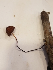 Marasmius ferrugineus