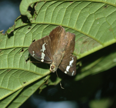 Celaenorrhinus stallingsi