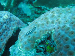 Elacatinus prochilos