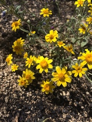 Eriophyllum ambiguum