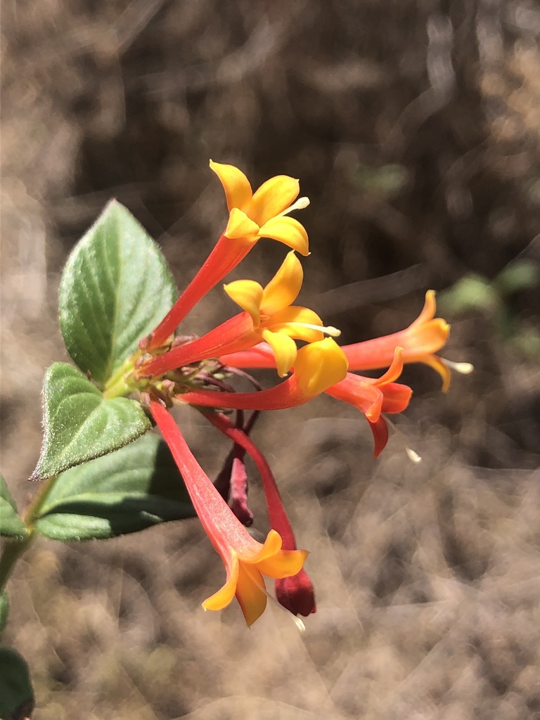 Bouvardia laevis