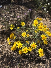 Eriophyllum ambiguum