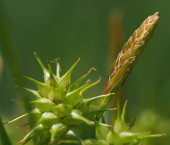 Carex flava
