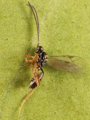 Aclastus solutus