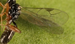 Aclastus solutus