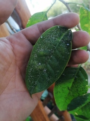 Pereskia aculeata