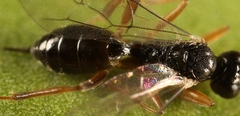 Aclastus solutus