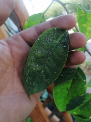 Pereskia aculeata