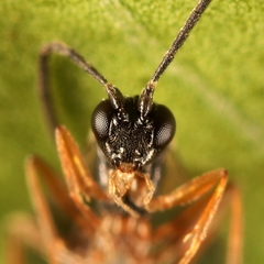 Aclastus solutus