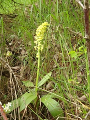 Orchis pallens
