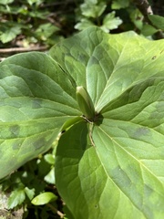 Trillium albidum parviflorum