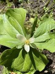 Trillium albidum parviflorum
