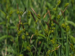 Carex hostiana