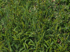 Carex hostiana