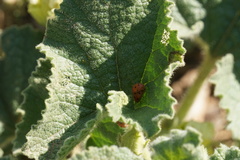 Henosepilachna argus