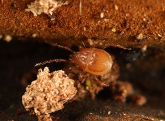Parasitinae