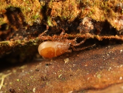 Parasitinae