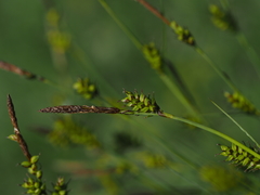 Carex hostiana