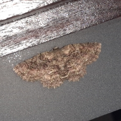 Bryoptera subbrunnea