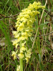 Orchis pallens