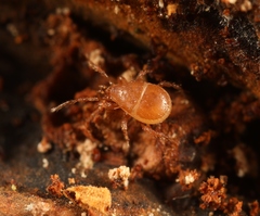 Parasitinae