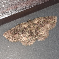 Bryoptera subbrunnea