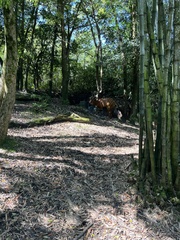 Tragelaphus eurycerus