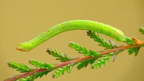 Mažasis Žaliasprindis nuotrauka