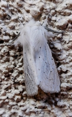 Spilosoma vestalis