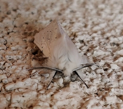 Spilosoma vestalis
