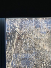 Sciurus carolinensis