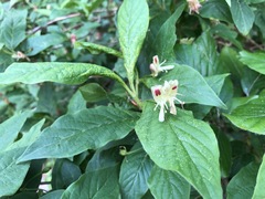 Lonicera alpigena