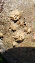 Schizoporelloidea