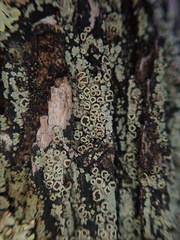 Xanthopsoroma contextum