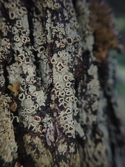 Xanthopsoroma contextum