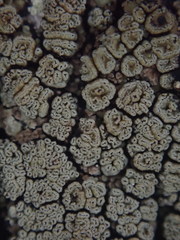 Xanthopsoroma contextum