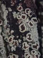 Xanthopsoroma contextum