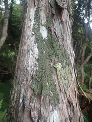 Psoroma asperellum