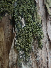 Psoroma asperellum