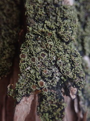 Psoroma asperellum