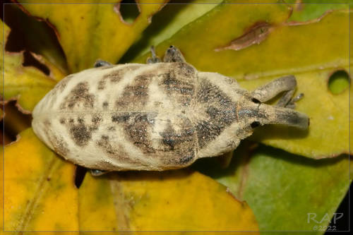 Ileomus mucoreus